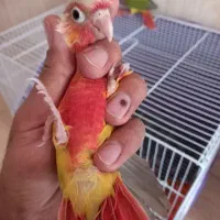 جوجه گرین چیک|پرنده|نیشابور, شهرک فیروزه|دیوار