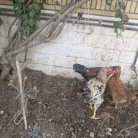 دوعدد خروس ویک عددمرغ خونگی سالم