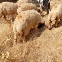 گوسفند فروشی
