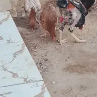 مرغ و خروس|حیوانات مزرعه|نیمروز, |دیوار