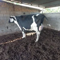 گوساله دار۴۵کیلوشیر