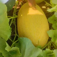 خربزه راک صادراتی  وفقط تناژ بالا
