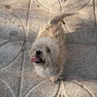 فروش ژرمن مو کلاسیک نر +هدیه ،توضیحات کامل|سگ|بم, |دیوار