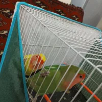 یک جفت کوتوله برزیلی