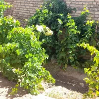 فروش یک باب منزل مسکونی(ویلایی)|فروش خانه و ویلا|مشهد, پروین اعتصامی|دیوار