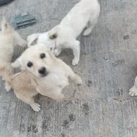 4توله اشپیتز