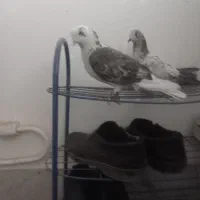 کبوتر|پرنده|الیگودرز, |دیوار