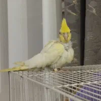 .یک جفت چاپی .عروس هلندی|پرنده|رشتخوار, |دیوار