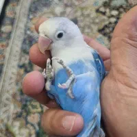 کوتوله برزیلی دستی|پرنده|صدرا-فارس, فاز ۱|دیوار