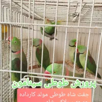 پرورش شاه طوطی سینامون