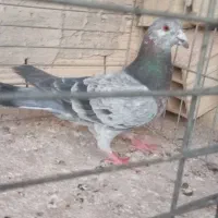 کبوتر|حیوانات|یزد, |دیوار