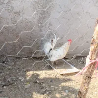 مرغ و خروس پاکر|حیوانات مزرعه|آبپخش, |دیوار