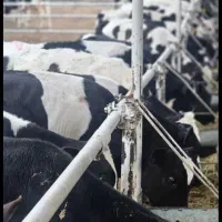 فروش گوساله و گوسفند زنده برای تمامی مراسمات