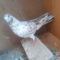 پرشی و دوکت و کله ای و سرور و طوقی و قاره سینماش|پرنده|قم, آذر (نکویی)|دیوار