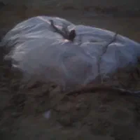 کاه گندم|حیوانات مزرعه|زابل, |دیوار