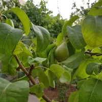 یک میلیارد تومان زیر قیمت کارشناسی، دلباز، تمیز|فروش خانه و ویلا|نجف‌آباد, یزدانشهر|دیوار