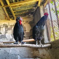 فروش دو خروس