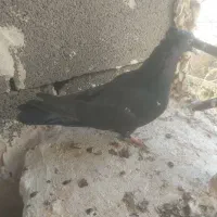 ۵ عدد کبوتر جوانه رنگه|پرنده|فردوس (خراسان), |دیوار