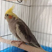 عروس هلندی یک جفت|پرنده|ارومیه, |دیوار