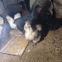 تخم مرغ ابریشمی