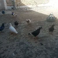 کفتر|حیوانات|خواف, |دیوار