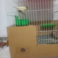 سلام قناری ماده‌ آماده