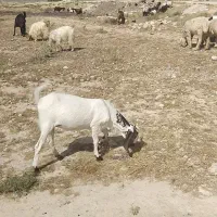 بز کولار گیسه پاکستانی