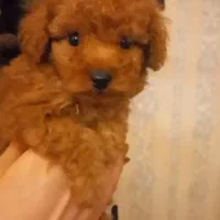 توی پودل اورجینال