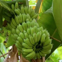 کارشناس رشد تناژ و تغذیه خاک