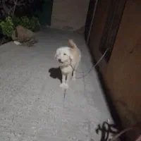 مژدگانی‌ دیدی ادرس کارت به کارت یا نقد|حیوانات|شاهرود, |دیوار