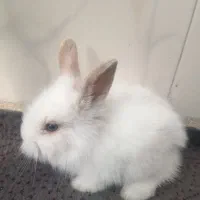 بچه خرگوش لوپ ملوس|موش و خرگوش|سبزوار, قدس|دیوار