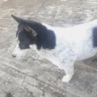 سگ پا کوتاه|سگ|شهریار, شهرک امیریه|دیوار