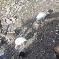 جوجه بوقلمون و خروس
