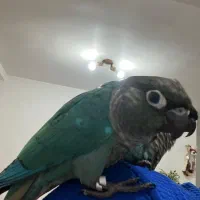 پرنده طوطی گرینویچک تراکوسیس|پرنده|قشم, |دیوار