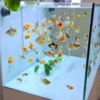 ماهی گلدفیش|ماهی|کنگاور, |دیوار