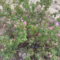 زمین 99متردرخیراباد