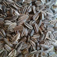 تخمه|خوردنی و آشامیدنی|سنقر, |دیوار