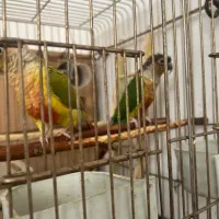 گرینچک مولد