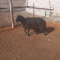 شیشک دو شیره