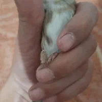 سهره قناری نر بخون|پرنده|نیر (اردبیل), |دیوار