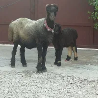 فروش میش بره کهره بز شیشک بختیاری شهر کردی