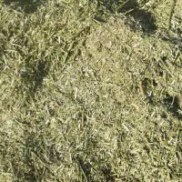 3تن کاه رازیانه