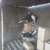 فروش کفترشهری