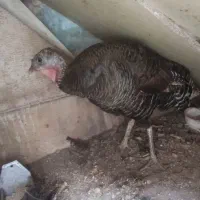 بوقلمون ماده برنز