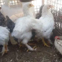 برهما ۴ ماهه