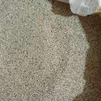 قاووت|پرنده|کرمان, |دیوار