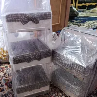 جاسیب زمینی پیازی