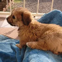 توله 3ماه پاپی شیتزو