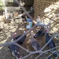 بوقلمون نر و ماده|حیوانات مزرعه|مرودشت, نقش رستم|دیوار