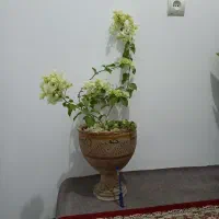 تعدادی گل|گل و گیاه طبیعی|ارومیه, |دیوار